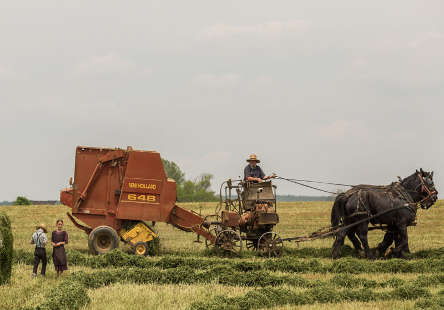horse-farm-1 horse-farm-1