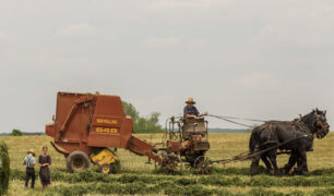 horse-farm-1